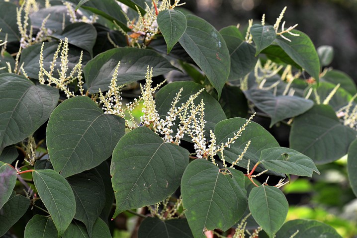 Japanese Knotweed infested garden causes five years of hell